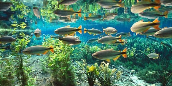 Aquario (2)
